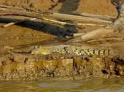 Seen here is a juvenile crocodile, which grows considerably in length over several years but is easily distinguished by slender build and size.