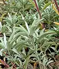 Glaucous foliage of Salvia apiana