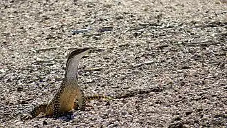 Mungo National Park (NSW)