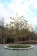 Sycamore tree in the basin