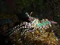 Saron marmoratus mâle - 2