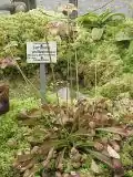 Sarracenia psittacina