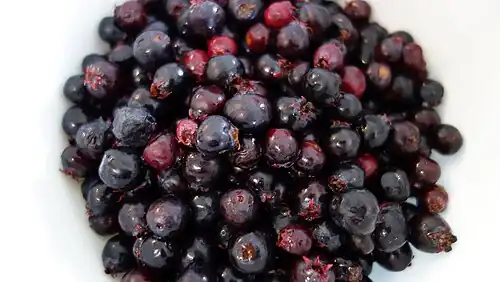 Saskatoons picked near Wainwright, Alberta