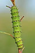 Caterpillar (top view)