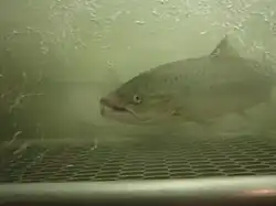Atlantic salmon
