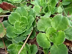 Foliage