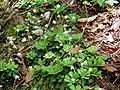 Lesser London pride (Saxifraga cuneifolia)