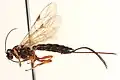 Scambus buolianae
