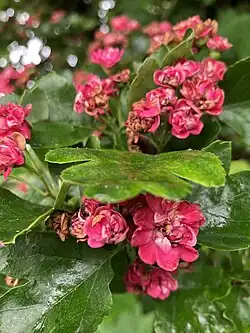Scarlet hawthorn