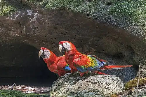 pair