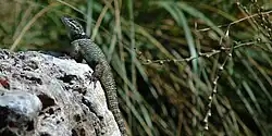 Torquate lizard (S. mikeprestoni)