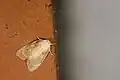 Schistophleps bipuncta