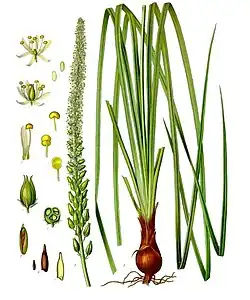 Veracevin occurs in the Sabadilla (Schoenocaulon officinale).[34]