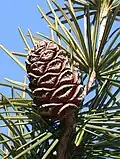"foliage and cone"