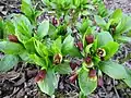 Fresh young foliage and abundant flowers of a mature specimen in Spring. Cultivated plant, arboretum in southern Finland.