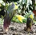 Young flowering shoots of a cultivated specimen