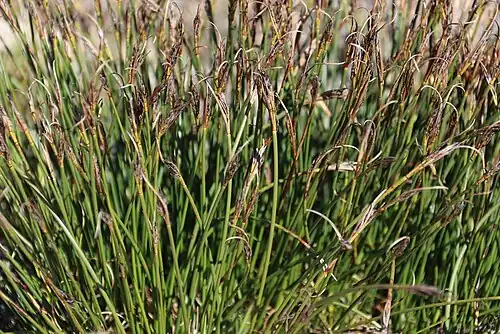Flowering heads