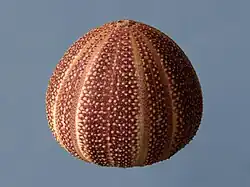 Test of an Echinus esculentus, a regular sea urchin