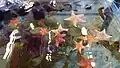 Sea stars and sea urchins.