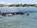 Seals in Chatham Harbor