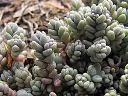Detail of leaves
