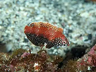 Younger juvenile