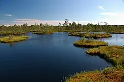 Selisoo bog