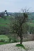 Petnica - panorama
