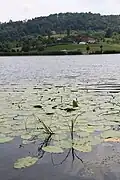 Petnica - panorama