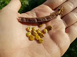 Fruit and seeds