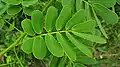 Leaves closeup