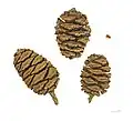 Giant sequoia cones