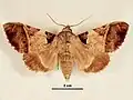 Female, dorsal view