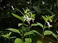 Sesamum indicum L.