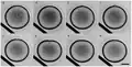 Polar body bulging from an animal pole of a starfish oocyte
