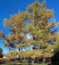 Larch Taymyr lowlands 48,000–25,000 YBP, then later 9,400-2,900 YBP