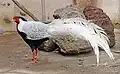 Silver pheasant