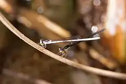 Male in foreground