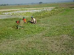 Skyline of Sirajdikhan, Bangladesh