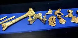 Skeletal remains of Shanidar II, c. 60,000 to 45,000 BCE. Iraq Museum