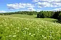 Extensive grasslands and meadows