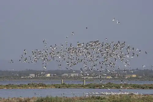 flock