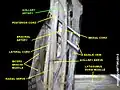 Axillary artery