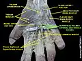 Superficial palmar arterial and venous arches