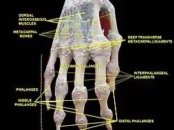Right hand. Deep dissection. Posterior (dorsal) view.
