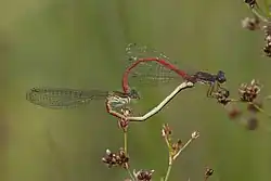 mating female form typica
