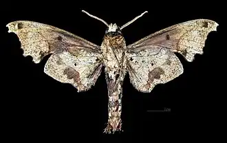 Male underside