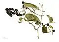 Smilax aspera - MHNT