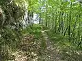 Mount Tavagnone, the forest path leading to the Martelletto and Droane locality, expanded by ERSAF Lombardy in the 1970s