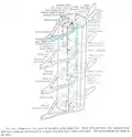 Projections of the spinal cord into the nerves (red motor, blue sensory)